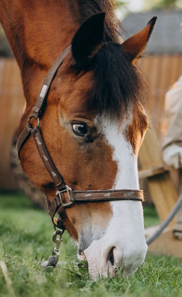 un cheval paissant dans un champ, illustrant les soins quotidiens apportés aux chevaux